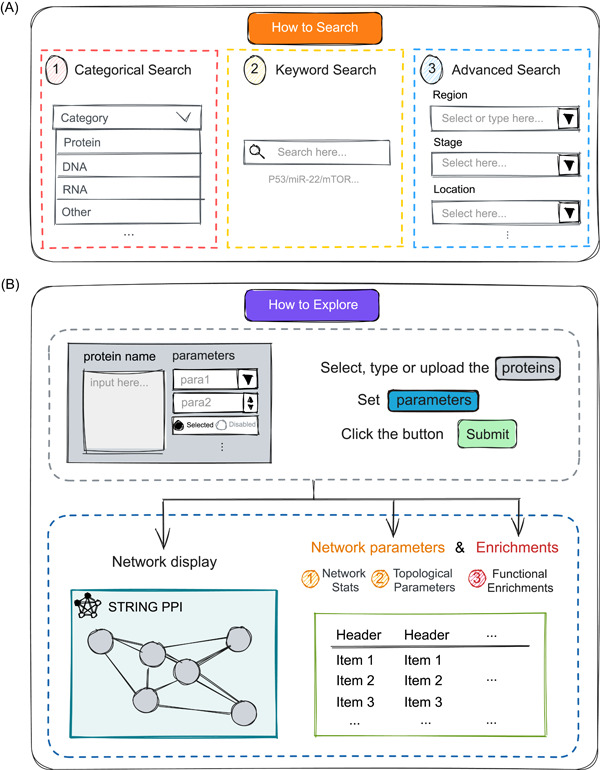 Simple guide on how to use the functions available in CBD2. (A) Three different ways offered by us to retrieve data: Categorical search, Keyword search, and Advanced search. (B) Steps and schematic diagram of the network analysis function module. CBD, Colorectal Cancer Biomarker Database.