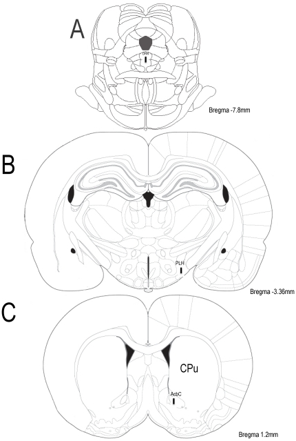 Schematic drawings from rat brain atlas [23] showing a vertical black bar that represents the localization of the cannulae placed at DRN (Panel A), LH (Panel B) or the microdialysis probe placed into AcbC (Panel C).Abbreviations: AcbC, nucleus accumbens, core; CPU, caudate putamen; DRN, dorsal raphe nucleus, dorsal part; PLH, peduncular part of lateral hypothalamus.