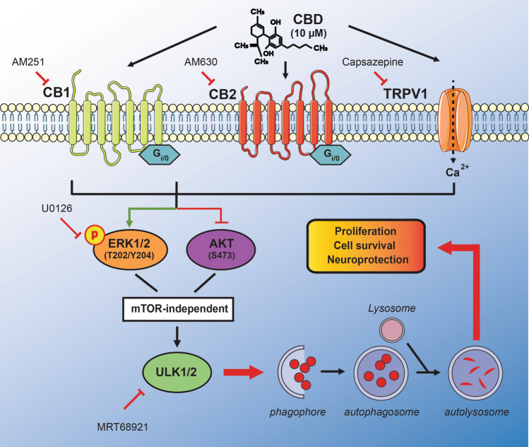 Schematic representation of the signaling pathway mediated by CBD in SH-SY5Y cells. At 10 µM, CBD activates autophagy, resulting in the accumulation of LC3-II and increased presence of LC3-positive puncta. AM 251, AM 630 and CPZ antagonists abrogated the observed LC3-II accumulation, thus implicating canonical cannabinoids (CB1 and CB2) and TRPV1 receptors in CBD-mediated autophagy. Additionally, CBD activated the ERK1/2 signaling cascade by increasing phosphorylation at Tyr204/Thr202 after 10 min of CBD treatment but suppressed the PI3K/AKT pathway by reducing AKT phosphorylation at S473. On the other hand, CBD treatment did not change AMPK phosphorylation at Thr172 or the phosphorylation levels of autophagy-related proteins ULK1 (Ser757) and p70S6K (Thr389). In conclusion, our findings suggest that CBD-induced autophagy activation is dependent on ULK1 and occurs in an mTORC1 independent-manner. Furthermore, the effects on the ERK1/2 and PI3K/AKT pathways, which regulate cell survival and proliferation, indicate that CBD could elicit neuroprotective actions. The illustration was produced using smart servier medical art vectors for publications and presentations licensed under the Creative Commons (CC BY 3.0) available at smart.servier.com.