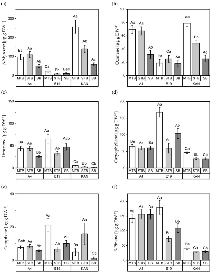 Concentrations (µg g DW-1) of β-myrcene (a), ocimene (b), limonene (c), caryophyllene (d), camphene (e) and β-pinene (f) for the different flower positions (MTB: main top bud, SBs: side buds, STBs: side top buds) of the three strains (A4, E19 and KAN). Means covered by at least one identical letter did not differ significantly, as indicated by a Tukey test (α = 0.05). Lowercase letters indicate comparisons between flower positions within strains; uppercase letters indicate comparisons between strains within flower positions. Error bars indicate the standard errors of the means (n = 3).