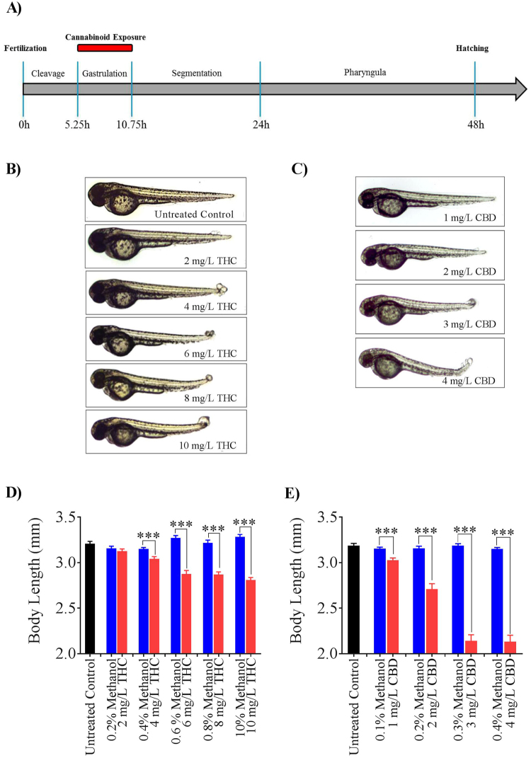 Effect of THC and CBD exposure on zebrafish embryos. (A) A schematic of the exposure paradigm of cannabinoids in this study. Red bar shows the duration of the cannabinoid exposure which occurred for 5 hours during gastrulation. (B,C) Embryos were untreated (control), or exposed to 2 mg/L, 4 mg/L, 6 mg/L, 8 mg/L or 10 mg/L THC or 1 mg/L, 2 mg/L, 3 mg/L or 4 mg/L CBD (from 5.25 hpf to 10.75 hpf and then allowed to develop in normal embryo media. Images were taken at 48–52 hpf. (D) Bar graph showing the body lengths of fish in untreated control (black, n = 59), different concentrations of THC (pink, n = 54, 48, 61, 57 and 55 for 2, 4, 6, 8 and 10 mg/L THC-treated fish respectively) or corresponding vehicle control (blue, n = 39, 37, 22, 25 and 20 for 0.2, 0.4, 0.6, 0.8 and 1 percent methanol-treated fish respectively). (E) Bar graph showing the body lengths of fish in untreated control (black, n = 51), different concentrations of CBD (pink, n = 52, 52, 25 and 19 for 1, 2, 3 and 4 mg/L CBD-treated fish respectively) or corresponding vehicle control (blue, n = 36, 39, 32 and 37for 0.1, 0.2, 0.3, and 0.4 percent methanol-treated fish respectively). ***Significantly different from vehicle control, p < 0.001.