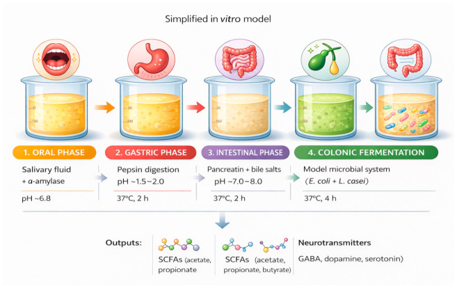 Schematic representation of the in vitro gastrointestinal digestion and subsequent colonic fermentation system based on the standardized INFOGEST protocol. The model includes oral, gastric, and intestinal digestion phases under controlled experimental conditions. Following digestion, the resulting digesta was subjected to in vitro colonic fermentation for the evaluation of short-chain fatty acids and neuroactive compounds [34,35].