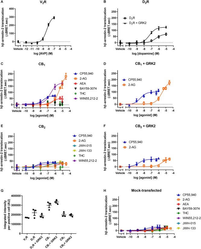 hβ-arrestin-2 translocation to V2R, D2R, CB1, and CB2. hβ-Arrestin-2 translocation to plasma membrane in cells expressing (A) V2R stimulated with AVP, (B) D2R with or without co-expressed GRK2 stimulated with dopamine, (C) CB1 stimulated with CP55,940, 2-AG, AEA, BAY, THC, and WIN55,212-2, (D) CB1 with co-expressed GRK2 stimulated with CP55,940 and 2-AG, (E) CB2 stimulated with CP55,940, 2-AG, JWH-015, JWH-133, THC, and WIN55,212-2, and (F) CB2 with co-expressed GRK2 stimulated with CP55,940 and 2-AG. (G) Receptor expression of V2R, D2R, D2R+GRK2, CB1, CB1+GRK2, CB2, and CB2+GRK2 in cells used in experiments (A–G). Receptor expression was quantified in cells positive for expression by ICC. (H) hβ-Arrestin-2 translocation to plasma membrane in mock-transfected cells. Error bars are ±standard deviation of representative data with three technical replicates (A–F), or standard error of the means from three independent biological replicates (G,H).