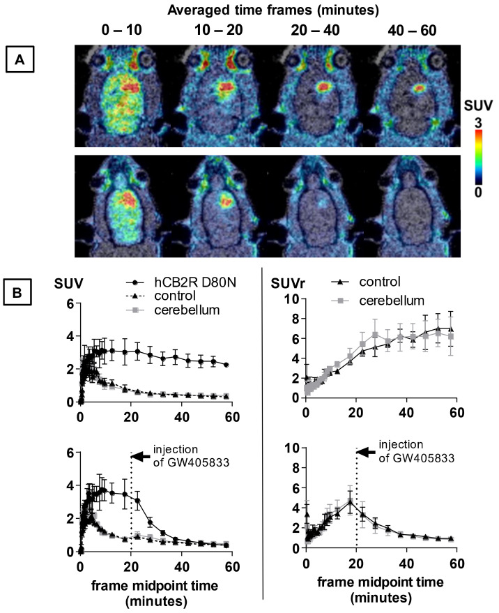 PET imaging of [18F]LU14 in a rat model of local hCB2R overexpression. (A) Representative coronal planes showing merged MR and PET images of averaged time frames of the control group (upper row) and displacement study (lower row), (B) TACs of the right (hCB2R D80N) and left striatum (contralateral), as well as of the cerebellum on the left side and the SUV hCB2R D80N normalised to contralateral or cerebellum (SUVr), with results of the vehicle treated group in the upper row (n = 3) and of the displacement studies where GW405833 (5 mg/kg, n = 2) was applied at 20 min. p.i. in the lower row.