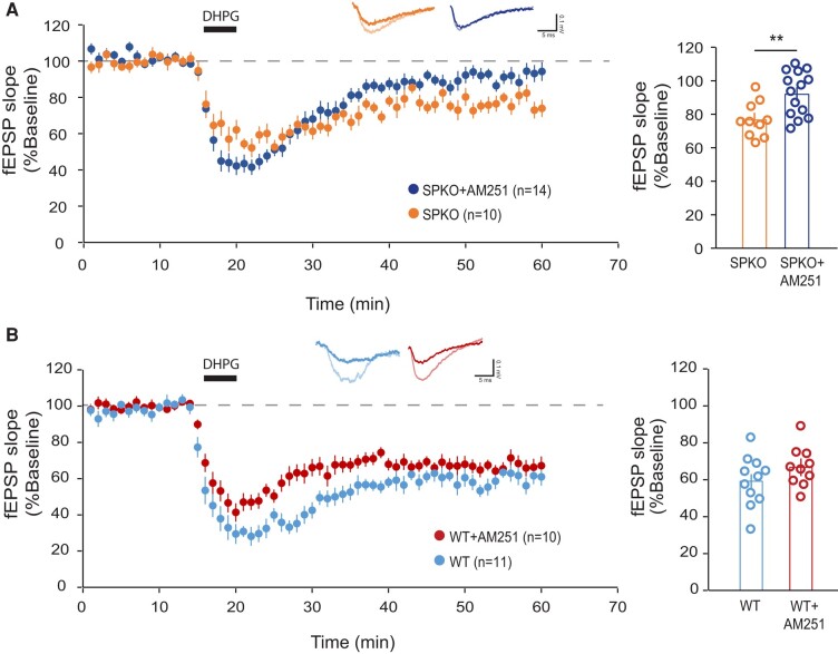 Residual mGluR-LTD in SPKO mice is mediated through eCB signaling. A) (Left) Time course of normalized fEPSP in SPKO (n = 10 slices, N = 7 mice) and SPKO + AM251 (n = 14 slices, N = 6 mice). (Right) Quantification of average mGluR-LTD in the last 10 min of the recording. Mean ± SEM: SPKO = 76.5% ± 4.4, SPKO + AM251 = 91.9% ± 4.2, P < 0.01 (Mann–Whitney test). B) (Left) Time course of normalized fEPSP in WT (n = 11 slices, N = 9 mice) and WT + AM251 (n = 10 slices, N = 3 mice). (Right) Quantification of average mGluR-LTD in the last 10 min of the recording. Mean ± SEM: WT = 59.1% ± 4.8, WT + AM251 = 66.7% ± 3.9, P > 0.05 (Mann–Whitney test).