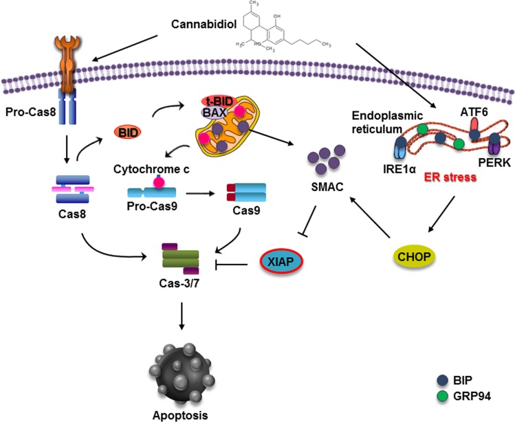 A schematic diagram of the effect of CBD treatment