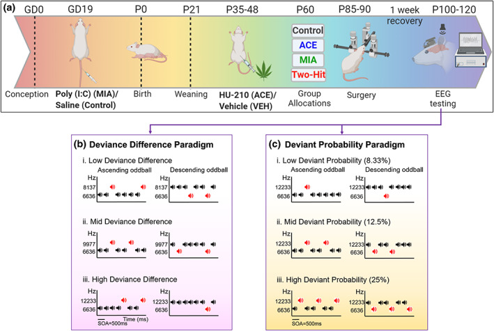 Experimental timeline. (a) Breeding and development of control, single‐hit, and two‐hit rats, followed by EEG testing after one week of post‐surgery recovery. Created with BioRender.com. (b) Deviance difference paradigm. Rats were presented with three conditions of increasing frequency difference between the standard (STD) and deviant (DEV) stimuli: i. Low (6636 Hz vs. 8137 Hz), ii. Mid (6636 Hz vs. 9977 Hz), and iii. High (6636 Hz vs. 12,233 Hz) with a 12.5% probability of occurrence of a DEV sound. (c) Deviant probability paradigm. Rats were presented with three different DEV probability conditions: i. low: 1/12 tones (8.33%), ii. Mid: 1/8 tones (12.5%), and iii. High: 1/4 tones (25%) with a high frequency difference between the STD (6636 Hz) and DEV (12,233 Hz). (b and c) The roles of STD and DEV in each condition reversed (a flip‐flop design), resulting in ascending (left) and descending (right) oddball sequences.