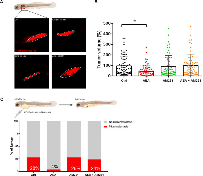 AEA exposure controls tumor size and metastasis onset in xenografts.A Representative confocal z-stack images of 5 dpf (3 dpi) larvae with tumor cells marked by the red fluorescence (Dil Vibrant red staining). Scale bar 100 µm. B Quantification of total Dil Vibrant Red fluorescence. The mean value of the tumor size in Ctrl was settled as 100%. The error bar indicates SEM. C Percentage of larvae presenting micrometastasis in the four experimental conditions. (Ctrl n = 66; AEA n = 73; AM251 n = 63; AEA + AM251 n = 69 from five independent experiments). Statistical analysis was performed using one-way ANOVA. *p < 0.01. Image created with Biorender.com.