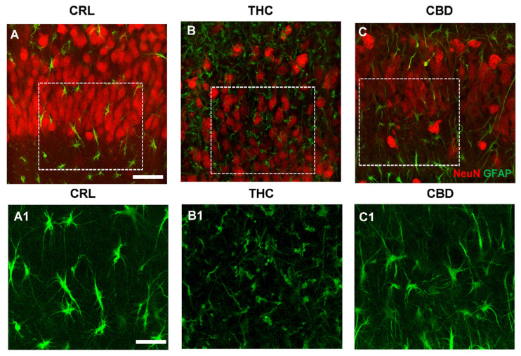 Effects of THC or CBD exposure on astrocytes viability. (A–C) Confocal microscopy images of immunostaining of astrocytes (GFAP antibody, green) and neurons (NeuN antibody, red) in CA1 SP of a CRL (A), THC (B), and CBD slice (C) acquired with a 63X objective. Scale bar: 20 µm. (A1–C1) Enlargements of the corresponding dotted areas in (A–C) showing astrocytes in a CRL (A1), THC (B1), and CBD slice (C1). Scale bar: 15 µm. (A1): The enlargement shows astrocytes with a healthy morphology in CA1 SP. (B1): The enlargement shows the profound morphological alterations of astrocytes caused by the subchronic THC exposure. (C1): The image shows that after CBD treatment, morphological alterations of astrocytes are less evident. (D) Quantitative analysis of GFAP expression in CA1 SP. Statistical analysis: one-way ANOVA p < 0.01; * p < 0.05 vs. CRL; ** p < 0.01 vs. CRL, Newman–Keuls post hoc test. (E) Quantitative analysis of GFAP expression in CA1 SR. Statistical analysis: one-way ANOVA p < 0.05; * p < 0.05 vs. CRL, Newman–Keuls post hoc test. (F) Quantitative analysis of astrocytes branches length in CA1 SP. Statistical analysis: one-way ANOVA p < 0.0001; *** p < 0.001 vs. CRL; ** p <0.01 vs. CRL; ### p < 0.001 vs. THC, Newman–Keuls post hoc test. (G) Quantitative analysis of astrocytes branches length in CA1 SR. Statistical analysis: one-way ANOVA p < 0.0001; *** p < 0.05 vs. CRL; * p < 0.05 vs. CRL, ## p < 0.01 vs. THC, Newman–Keuls post hoc test. Bars represent the mean ± SEM of 6–8 experiments.