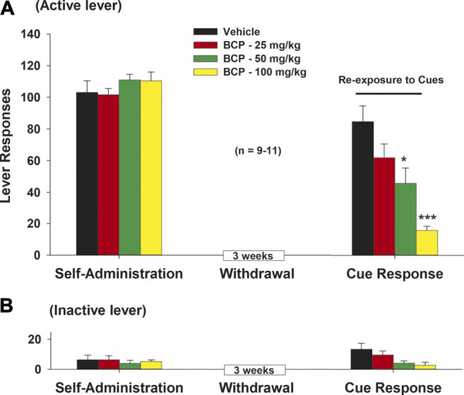 The effects of BCP on METH-associated cue-induced drug seeking in rats after forced abstinence. (A): Systemic administration of BCP (25, 50, 100 mg/kg, i.p., 30 min prior to test) dose-dependently inhibited cue-triggered drug-seeking in rats after 3 weeks of withdrawal from METH self-administration. (B): BCP, at the same doses, failed to alter inactive lever responses during cue exposure test. Data are presented as means ± SEM. *p < 0.05, ***p < 0.001, when compared to the vehicle group.