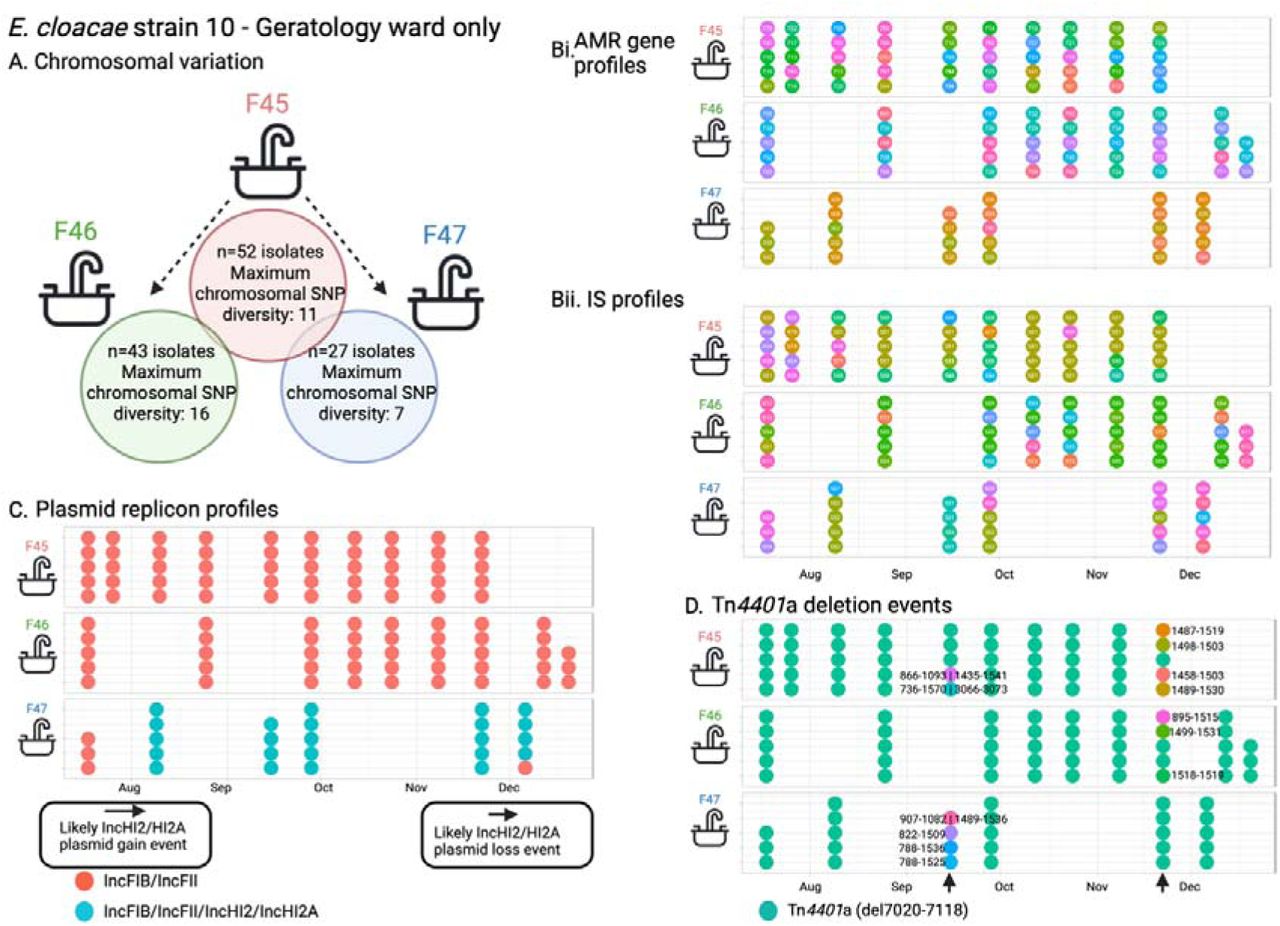 Enterobacter cloacae strain 10 - features of population structure and transmission dynamics - niche restriction, persistence and genetic turnover.Summaries of A) Chromosomal SNP distances for E. cloacae strain 10 across the three sites it colonised; Bi) AMR and Bii) IS profiles, C) plasmid replicon profiles, and D) deletions in Tn4401a in isolates with each sequenced isolate plotted as a dot reflecting within-sample diversity at given timepoints and longitudinally.