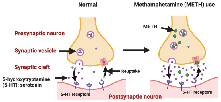 Methamphetamine (METH) administration leads to a detrimental effect on the serotonin pathway in the central nervous system [Figure created with BioRender.com].