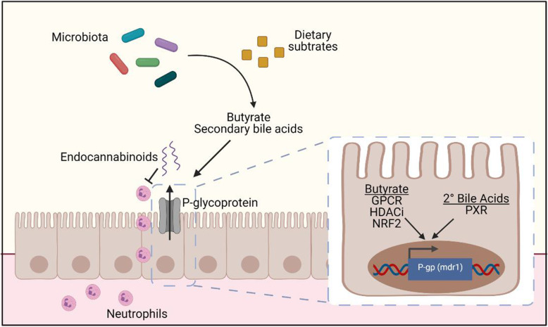 A working model of microbiome-driven P-gp expression. We have identified a bacterial population containing Bacilli and Clostridia classes that is sufficient to induce P-gp expression in the colon. Butyrate and secondary bile acids produced by these bacteria from dietary substrates together potentiate the induction of functional P-gp expression on the epithelium which is capable of blocking neutrophil migration through efflux of its endogenous substrates, endocannabinoids [2]. Our observations suggest converging intracellular pathways to amplify P-gp expression; we propose these pathways include one or more of the following: GPCR activation, HDAC inhibition, NRF2 activation, PXR activation. Schematic made with BioRender