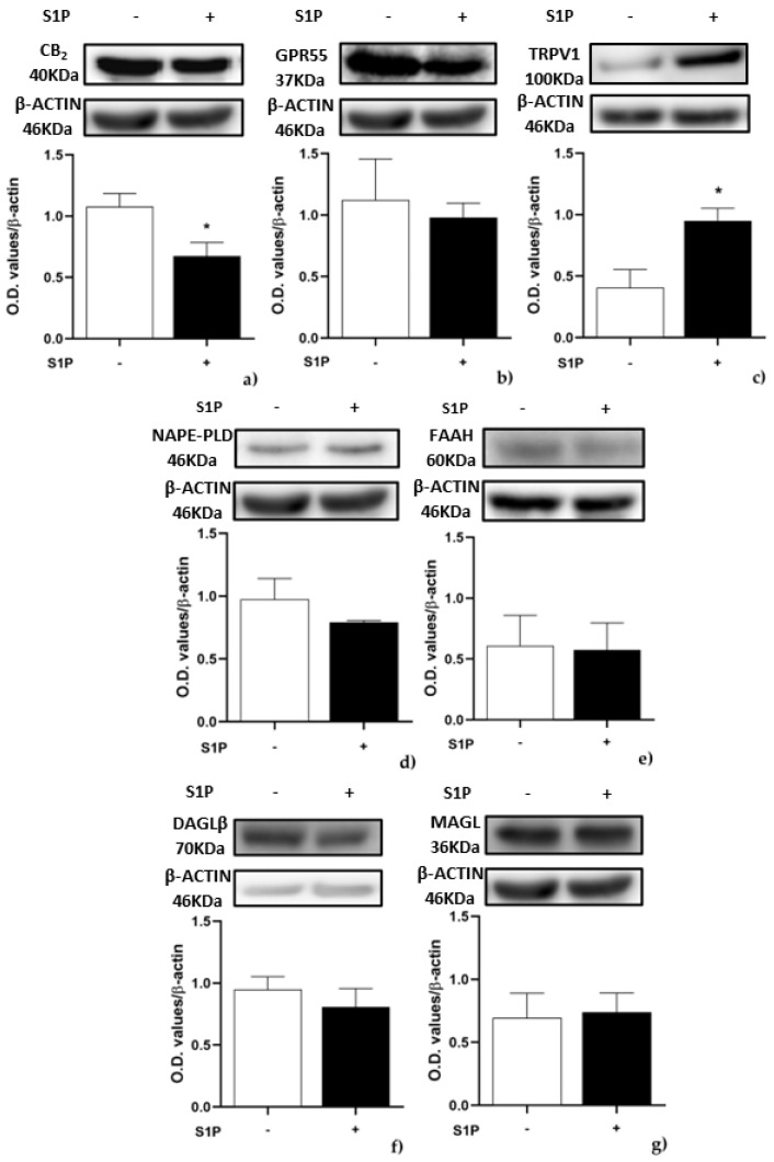 Effect of S1P on protein expression of endocannabinoid (eCB)-binding receptors and metabolic enzymes: C2C12 cells were left untreated (in white) or were treated for 24 h with 1 µM S1P (in black). Samples were subjected to Western blotting analysis using specific antibodies against the following proteins: (a) CB2; (b) GPR55; (c) TRPV1; (d) NAPE-PLD; (e) FAAH; (f) DAGLβ; (g) MAGL. Densitometric analysis values are expressed as relative optical density and normalized to β-Actin. The values represent the mean ± SEM of three independent experiments (n = 3). Statistical analysis was performed by ONE-WAY ANOVA test followed by Bonferroni post hoc test. [* p < 0.05 vs. control cells (CTRL)]. “+” with S1P, “−” without S1P.