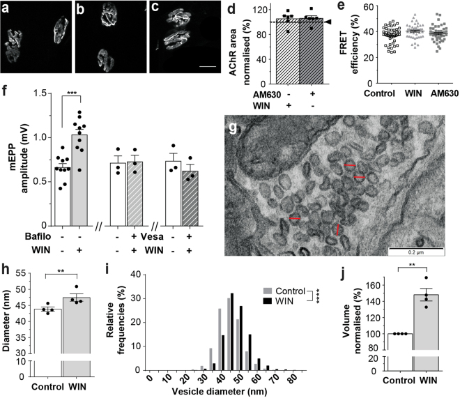 WIN acts presynaptically to increase synaptic vesicle size. (a–c) Motor endplates labeled for AChR before (a), or after 1.5 hrs exposure to 10 µM WIN (b), or 10 µM AM630 (c; Scale bar = 10 µm). (d) Postsynaptic AChR area (horizontal line shows mean for untreated controls). (e) Confocal fluorescence resonance energy transfer (FRET) revealed no change in AChR packing density (symbols represent individual NMJs). (f) The WIN-induced increase in mEPP amplitude was blocked in the presence of either bafilomycin (Bafilo; 0.1 µM) or vesamicol (Vesa; 4 µM; symbols show means for individual mice). The pair of bars at left reproduce results from Fig. 1d. (g) Representative transmission electron micrograph used for synaptic vesicles measurements. Red lines in panel g illustrate measurements taken from representative circular vesicles used for analyses. (h) Mean outer vesicle diameter before and after WIN treatment (10 µM, ~1.5 hrs; n = 4 diaphragm preparations). (i) Frequency distribution of vesicle diameters. Note the shift to larger diameters after WIN exposure. (j) Increase in calculated vesicle volume after WIN treatment. Bars represent the mean ± SEM for the number of mice indicated by each dot (mEPPs were sampled from n = 10–17 fibers for each muscle in panel f; **P < 0.01; ***P < 0.001; paired t-test (f, h & j), or unpaired t-test (i)).