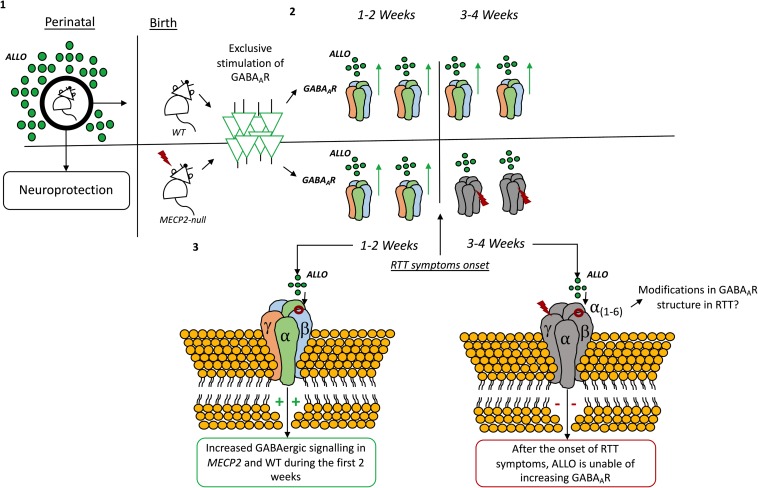Time-dependent modulation by allopregnanolone on GABAAR signaling. (1) Allopregnanolone actions are known to contribute to neuroprotection of the fetal brain (Liu and Wong-Riley, 2010). In rats, allopregnanolone levels change immediately after birth and during the first weeks of life (Grobin and Morrow, 2001). (2) By exclusively stimulating the GABAA-ergic neurons in the locus coeruleus it was found that allopregnanolone increases the amplitude, frequency and decay time of GABAAR inhibitory post-synaptic currents (IPSCs) both in wild-type and Mecp2 mutant animals. (3) However, after the first 2 weeks, allopregnanolone effects are lost in Mecp2-null animals, coinciding with the onset of RTT symptoms in such animals (Jin et al., 2013b). The drop in allopregnanolone levels seems to coincide with drastic reductions in progesterone levels immediately after birth (Paoletti et al., 2006). Modifications in the composition of the GABAAR can also be responsible for the effect (Jin et al., 2013b).