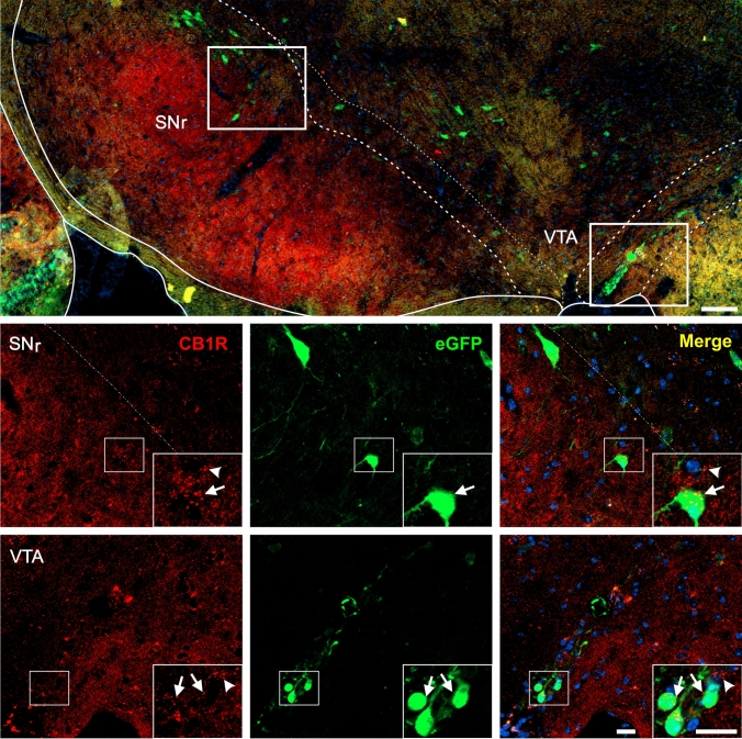 CB1R+ and eGFP+ signals in the midbrain of GHSR-eGFP mice. Representative microphotograph of brain coronal section of GHSR-eGFP mice subjected to double fluorescent immunostaining against CB1R (red) and eGFP (green) showing substantia nigra, reticular part (SNr) and ventral tegmental area (VTA). Cell nuclei were labeled with Hoechst (blue). Insets show high magnification images of the area marked in the low magnification image. Arrows mark cells showing double eGFP+ and CB1R+ signals. Arrowheads point at stained CB1R+ signal that lack eGFP+ signal. Scale bars: 100 µm (low magnification image) and 20 µm (high magnification images)