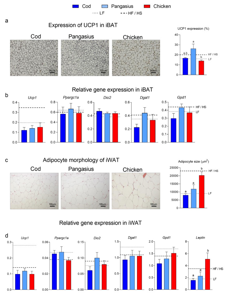 (a) Micrographs of immunohistochemically stained iBAT and quantified UCP1 expression (scalebar = 100 μm). (b) Relative expressions of uncoupling protein 1 (Ucp1), peroxisome proliferator activated receptor gamma co-activator 1 alpha (Ppargc1a), iodothyronine deiodinase 2 (Dio2), diglyceride acyltransferase 1 (Dgat1), glyceraldehyde-3-phosphate dehydrogenase 1 (Gpd1) measured by RT-qPCR in iBAT. (c) Adipocyte micrographs and mean adipocyte size of H&E-stained iWAT (scalebar = 100 μm). (d) Expressions of Ucp1, Ppargc1a, Dio2, Dgat1 and Leptin were measured by RT-qPCR in iWAT. Data are presented as the mean ± SEM (n = 10) and different letters denote significant differences (p < 0.05) by one-way ANOVA using uncorrected Fisher’s LSD multiple comparison.