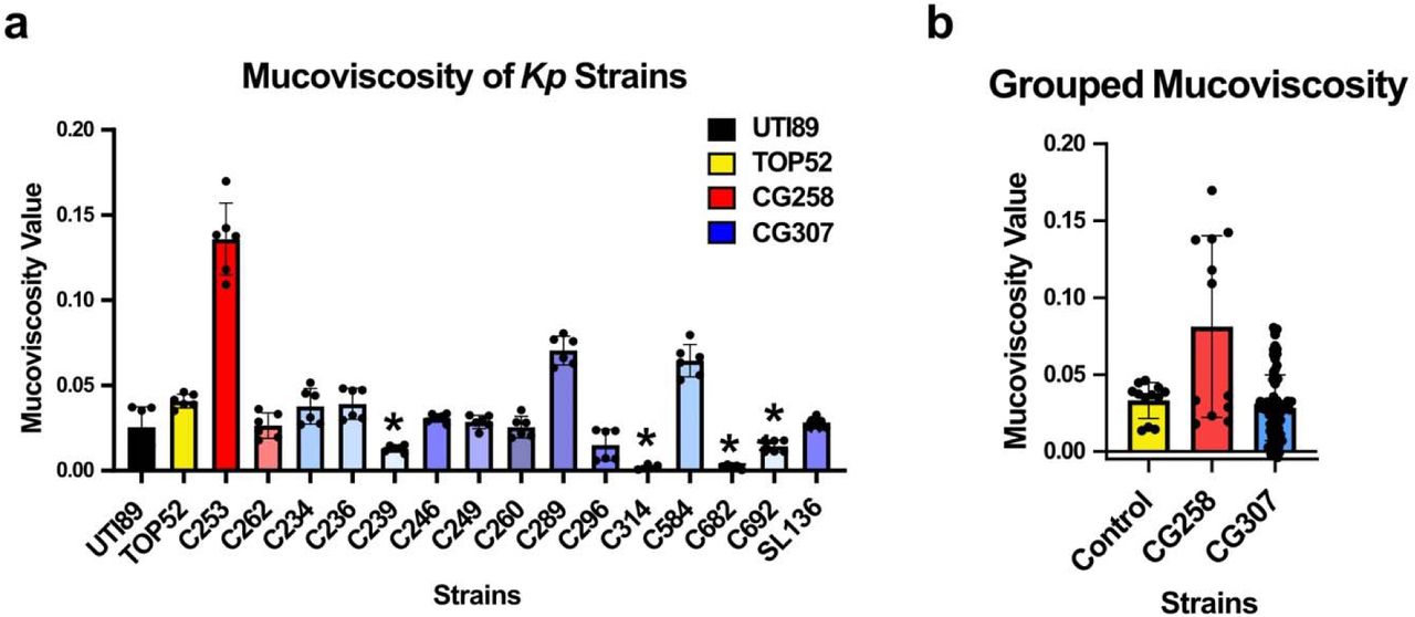 Mucoviscosity of multidrug resistant (MDR) Klebsiella pneumoniae (Kp).CG307s and CG258s strains, and control strains TOP52 and UTI89 were assessed for mucoviscosity a) across individual strains and b) grouped. Significance was determined with a) a Kruskal-Wallis and Dunn’s test with stars indicating comparison against the TOP52 strain (p = *: <0.05) or b) a linear mixed effects regression model. Data are reported as the average of three technical and two biological replicates with error bars indicating the standard deviation.