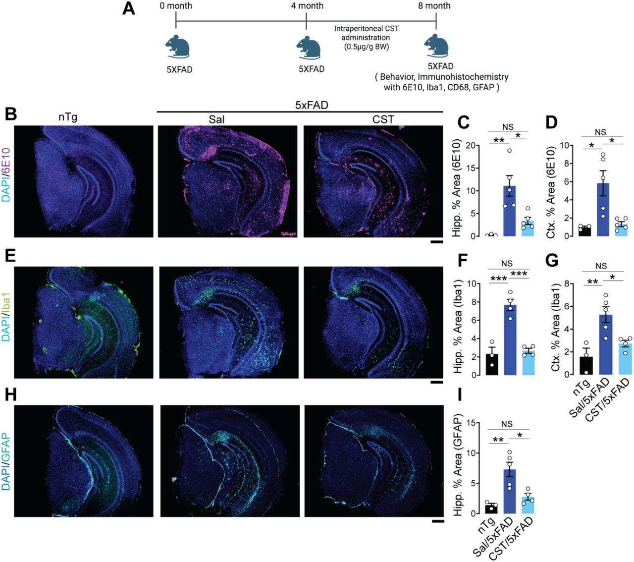 CST reduces amyloid plaque burden and neuroinflammation in 5xFAD mice.(A) Experimental design showing intraperitoneal CST administration (0.5 µg/g BW) to 5xFAD mice from 4 to 8 months of age, followed by behavioral and immunohistochemical analyses. (B–D) CST lowers amyloid plaque burden. 6E10 immunostaining (B) reveals extensive hippocampal and cortical amyloid deposition in saline-treated 5xFAD mice, whereas CST-treated mice exhibit significantly reduced 6E10⁺ area. Quantification of (C) hippocampal and (D) cortical regions confirms CST-mediated attenuation of amyloid load (nTg: n=3, Sal/5xFAD: n=5, CST/5xFAD: n=5). (E–G) CST decreases microgliosis. (E) Iba1 immunostaining shows pronounced microglial activation in saline-treated 5xFAD mice, with CST treatment markedly reducing Iba1⁺ area in both (F) hippocampus and (G) cortex (nTg: n=3, Sal/5xFAD: n=5, CST/5xFAD: n=5). (H&I) CST suppresses astrogliosis. (H) GFAP immunostaining demonstrates elevated astrocyte activation in saline-treated 5xFAD mice; (I) CST significantly reduces GFAP⁺ area in the hippocampus (nTg: n=3, Sal/5xFAD: n=5, CST/5xFAD: n=5). Data represent mean ± SEM; statistical significance determined by one-way ANOVA; significance indicated as *p < 0.05, **p < 0.01, ***p < 0.001, ****p < 0.0001; NS, not significant. Scale bar = 500µM.