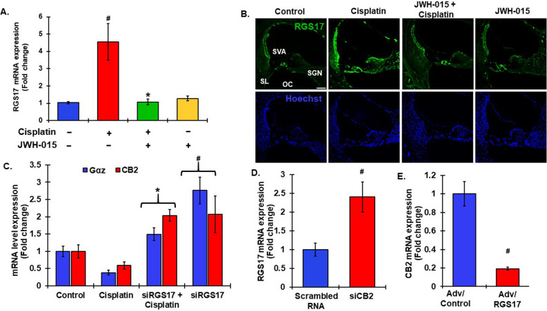 Reciprocal regulation between RGS17 and CB2 signaling. (A) Naïve male Wistar rats were treated with CB2 agonist, JWH-015 (0.815 µg/ear) by the trans-tympanic route prior to cisplatin (11 mg/kg, i.p) administration and cochleae were harvested after 3 days. RNA was extracted from the whole cochleae and processed for RT-qPCR. RGS17 expression was significantly elevated by cisplatin, but was significantly attenuated by pretreatment with JWH-015. #p < 0.05 versus control. *p < 0.05 versus cisplatin, N = 4, two way ANOVA. (B) The cochleae collected from same rats were fixed and processed for mid-modiolar sectioning and immunolabelled for RGS17. Cisplatin increased RGS17 immunoreactivity whereas activation of CB2R via JWH-015 reduced this fluorescence. Scale bar 50 μm. (C) siRNA against RGS17, siRGS17 (0.9 µg/ear), was administered into the rat cochleae 48 h prior to cisplatin exposure. RT-qPCR analysis was performed on the cochleae collected from those treated animals to assess CB2 and Gαz expression. siRGS17 increased cochlear CB2 and Gαz expression whereas cisplatin treatment decreased it. Data indicates mean fold change in expression ± SEM, N ≥ 4, p < 0.01, *statistically significant difference from cisplatin treatments, # indicates statistically significant difference from vehicle control, two-way ANOVA. (D) Rats were administered either scrambled RNA (0.9 µg/ear) or siRNA against CB2 (siCB2R, 0.9 µg/ear) trans-tympanically. Cochleae were collected to perform RT-qPCR analysis. siCB2R treated rats showed significantly increased RGS17 mRNA expression. #p < 0.05 versus scrambled RNA. (E) Conversely, overexpression of RGS17 in the rat cochlea via administration of adenoviral vector significantly decreased CB2R expression. Data represents fold change ± SEM, N ≥ 5t-test p < 0.05, #indicates statistically significant difference from Adv vector control.