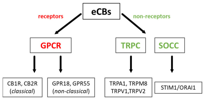 The schematic presentation of endocannabinoid action. GPCR—G protein-coupled receptors, TRPC—transient receptor potential channel, SOCC—store-operated calcium channel.