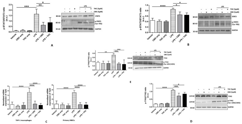 Effect of cannabinoids on TYK-2-mediated phosphorylation of STAT3 in THP-1 macrophages and primary human bronchial epithelial cells. (A): CBD and THC decreased the ratio of the expressions of phospho-STAT3 (Tyr-705)/STAT3 after LPS stimulation in THP-1 macrophages: Representative Western blots of p-STAT3, STAT3, and GAPDH bands and the quantification of the ratio p-STAT3/STAT3 using one-way ANOVA with Tukey’s multiple-comparison test. Four independent experiments (n = 4) of primary human bronchial epithelial cell lysates obtained after pre-treatment with CBD or THC for 30 min and LPS stimulation for 3 h were analyzed, and data are expressed as means ± SD; * p < 0.05, ** p < 0.01, *** p < 0.001. (B): CBD and THC decreased ratio of the expressions of phospho-STAT3 (Tyr-705)/STAT3 after LPS stimulation in primary HBECs: Representative Western blots of p-STAT3, STAT3, and GAPDH bands and the quantification of the ratio p-STAT3/STAT3 using one-way ANOVA with Tukey’s multiple-comparison test. Four independent experiments (n = 4) of THP-1 cell lysates obtained after pre-treatment with CBD or THC for 30 min and LPS stimulation for 8 h were analyzed, and data are expressed as means ± SD; * p < 0.05, **** p < 0.0001. (Abbreviation: HBECs: Human bronchial epithelial cells). (C): CBD and THC decreased the gene expression of Tyk2 after LPS stimulation in THP-1 macrophages and primary HBECs: The mRNA expression of Tyk2 relative to GAPDH normalized to vehicle was quantified using one-way ANOVA with Tukey’s multiple-comparison test. Four independent experiments (n = 4) using total RNA isolated from THP-1 and primary bronchial epithelial cells obtained after by pre-treatment with CBD or THC for 30 min and LPS stimulation (3 h for THP-1 cells and 8 h for primary HBECs) were analyzed, and data are expressed as means ± SD; **** p < 0.0001. Each independent experiment was run in duplicates. (Abbreviation: HBECs: Human bronchial epithelial cells). (D): CBD and THC decreased the ratio of the expressions of phospho-TYK2 (Tyr1054/1055)/TYK2 after LPS stimulation in THP-1 macrophages: Representative Western blots of p-TYK2, TYK2, and GAPDH bands and the quantification of the ratio p-TYK2/TYK2 using one-way ANOVA with Tukey’s multiple-comparison test. Four independent experiments (n = 4) of THP-1 cell lysates obtained after pre-treatment with CBD or THC for 30 min and LPS stimulation for 3 h were analyzed, and data are expressed as means ± SD; * p < 0.05, *** p < 0.001, **** p < 0.0001. (E): CBD and THC decreased the ratio of the expressions of phospho-TYK2 (Tyr1054/1055)/TYK2 after LPS stimulation in primary HBECs: Representative Western blots of p-TYK2, TYK2, and GAPDH bands and the quantification of the ratio p-TYK2/TYK2 using one-way ANOVA with Tukey’s multiple-comparison test. Four independent experiments (n = 4) of primary human bronchial epithelial cell lysates obtained after pre-treatment with CBD or THC for 30 min and LPS stimulation for 8 h were analyzed, and data are expressed as means ± SD; ** p < 0.01, *** p < 0.001. (Abbreviation: HBECs: Human bronchial epithelial cells).