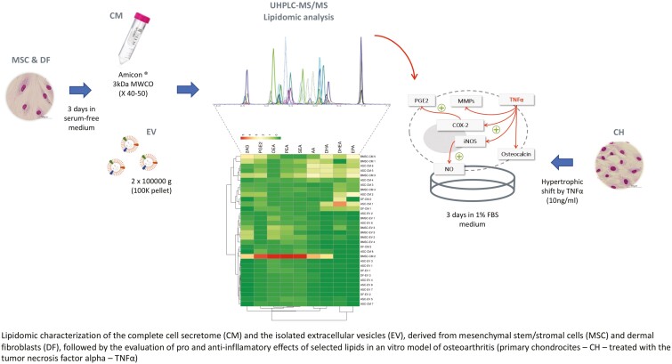 Graphical Abstract