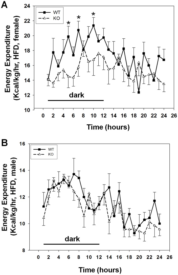 GPR26 deficiency decreased energy expenditure.Energy expenditure were analyzed from GPR26 knockout mice (KO) and wild type littermates (WT) after 12-weeks of high-fat diet using an open circuit calorimetry system (Oxymax). The mice were housed in metabolic cages under a 12-hour light/dark cycle. (A): female mice; (B): male mice. N = 8 *p<0.05 when compared with wild type controls.