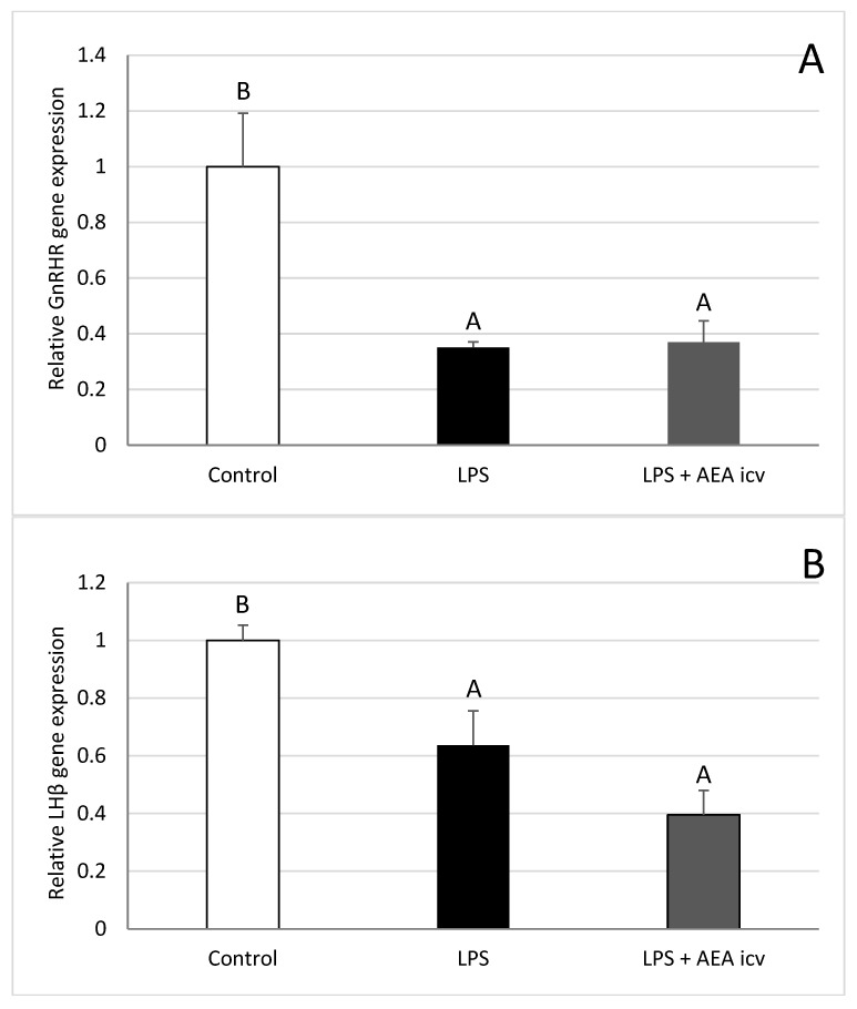 Effect of lipopolysaccharide (LPS; 400 ng/kg, IV) and anandamide (AEA; 100 µM/animal, ICV) injections on relative gonadotropin-releasing hormone receptor (GnRHR) (A) and LHβ (B) gene expression in the anterior pituitary (AP). Data are expressed as mean ± SEM (n = 6 animals per group). Significant differences are indicated by different capital letters (one-way ANOVA followed by Tukey’s post hoc test). Statistical significance was accepted at p < 0.05. (GnRHR: Control vs. LPS p = 0.004436; Control vs. LPS + AEA ICV p = 0.005600; LHβ: Control vs. LPS p = 0.014081; Control vs. LPS + AEA ICV p = 0.000395).