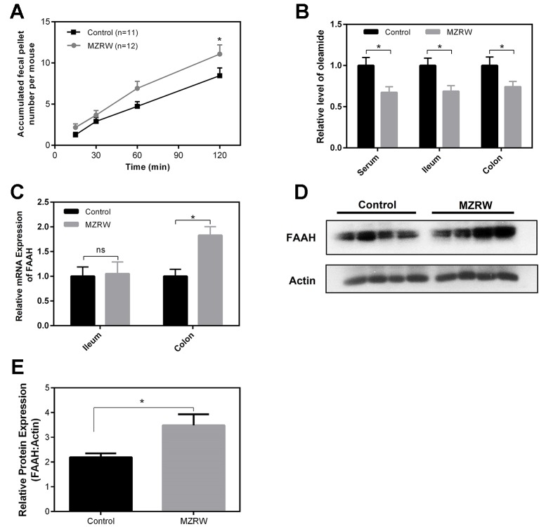 MZRW down-regulates oleamide through enhancing expression of FAAH in normal mice. (A) Mice were treated with MZRW and saline (control group). The fecal pellet number was recorded at 15, 30, 60, and 120 min. At each time point, the fecal pellet number in the MZRW and the control treatment group was compared with Student t-test (*, p < 0.05). (B) Oleamide levels in serum, ileum, and colon tissues in normal mice treated with saline (control) and MZRW. Two groups were compared using Student t-test (*, p < 0.05) (C) The relative mRNA expression of FAAH in ileum and colon tissues in normal mice treated by saline (control) and MZRW. The effect of MZRW treatment on mRNA expression was evaluated by Student t-test (ns, p > 0.05; *, p < 0.05). (D) The western blot results of FAAH in colonic tissues of mice treated with saline (control) and MZRW. (E) The relative protein expression level of FAAH in colonic tissues. Two groups were compared using Student t-test (*, p < 0.05).