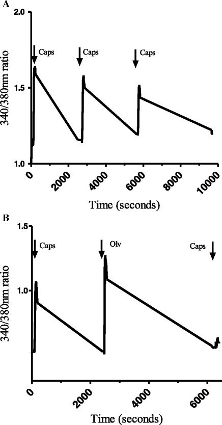 Representative traces illustrating changes in 340/380 nm ratios in DRG cells responding to capsaicin and olvanil. a The cell was suprafused with capsaicin (100 nM for 1 min) three times separated by 45 min of wash-out with calcium buffer. b The cell was exposed to capsaicin (100 nM) for 1 min, 45 min later, olvanil (100 nM) was applied for 1 min followed by another 45 min of wash-out. Finally, the cell was exposed again to capsaicin (100 nM for 1 min) followed by 45 min of wash-out