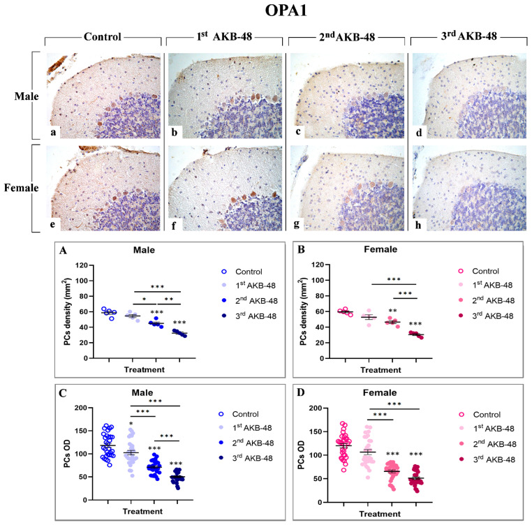 Immunohistochemical staining for BAX in the cerebellar cortex of male and female mice, either untreated (control) or treated with increasing doses of AKB-48. Control (a,e), 1st AKB-48 dose (b,f), 2nd AKB-48 dose (c,g), and 3rd AKB-48 dose (d,h). Images (a–h), 40×. The histograms show the analysis of immunopositive PC density (mm2) in male and female mice (Panels (A) and (B), respectively) as well as immunolabeled PC OD (Panels (C) and (D) for males and females, respectively). * p < 0.05, ** p < 0.01, *** p < 0.001. n = 5/group.