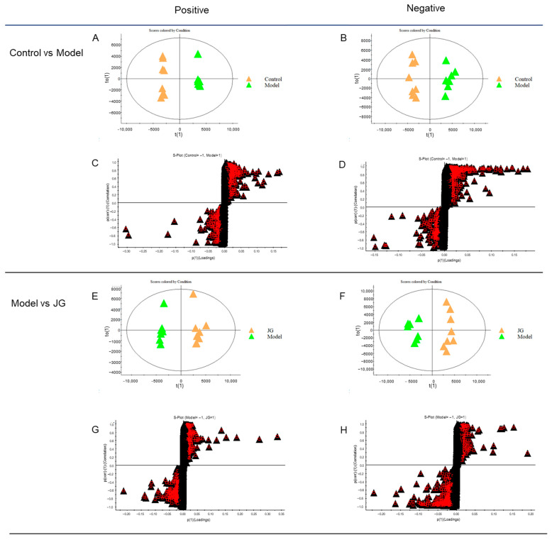 Score scatter plots for OPLS-DA analysis and their corresponding S-plot for rat serum metabolomic analysis among the Control, Model, and JG groups. (A,C) Control vs. Model in positive mode (R2Y = 99%, Q2 = 89%). (B,D) Control vs. Model in negative mode (R2Y = 97%, Q2 = 90%). (E,G) JG vs. Model in positive mode (R2Y = 97%, Q2 = 90%). (F,H) JG vs. Model in negative mode (R2Y = 95%, Q2 = 91%). Black triangles represent metabolites, triangles with red box represent metabolites with VIP > 1 in (C,D,G,H).