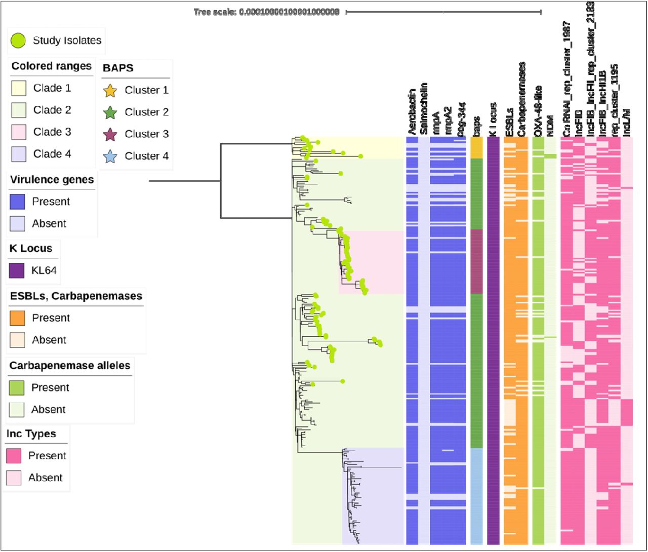 Midpoint-rooted maximum-likelihood core-genome phylogenetic tree of [n=259] K pneumoniae ST2096 isolates from India (n=111, marked with light green circular symbols at terminal branches) and global sources, constructed from recombination-free core SNPs using IQ-TREE 2 (http://www.iqtree.org/) with 10,000 ultrafast bootstrap replicates. Major sub-lineages inferred using BAPS are indicated as distinct clusters (Clusters 1–4: colours-Saffron, Asparagus, Cadillac and Cornflower), highlighted by colored star symbols; study isolates enrich Cluster 1 (dark green). Annotated metadata tracks from inner to outer depict (i) key virulence determinants including peg-344 (prevalent in select clusters), visualized as heatmap; (ii) BAPS clusters; (iii) capsule locus types, with KL64 predominating near-universally; (iv) presence/absence of ESBL genes; (v) carbapenemase genes (e.g., blaOXA-181); and (vi) plasmid replicon content (e.g., IncF, ColRNAI variable). The figure was generated and annotated using iTOL (https://itol.embl.de/). Branch lengths represent nucleotide substitutions per site, with the scale bar providing a reference for evolutionary divergence.