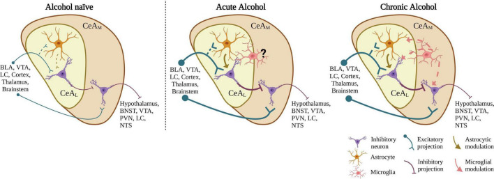 Proposed CeA neurocircuit model and summary alcohol effects on CeA neurotransmission. In alcohol-naive circuitry, the CeAL receives glutamatergic input from various brain regions and sends GABAergic projections to the CeAM. The CeAM, which also receives some direct input from similar regions as the CeAL, in turn sends GABAergic projections to various brain regions. Acute application of EtOH to CeA slices increases glutamatergic neurotransmission in the CeAL, an effect regulated by astrocytic function. We propose the increased glutamatergic release acts on CeAL neurons leading to an increase in GABA release in the CeAM. After chronic alcohol exposure, in addition to astrocytic function, microglia may also play a role in the increase in glutamatergic transmission through upregulation of activated microglial activity. BLA, basolateral amygdala; VTA, ventral tegmental area; LC, locus coeruleus; BNST, bed nucleus of the stria terminalis; PVN, paraventricular nucleus; NTS, nucleus of the tractus solitarius. Created with BioRender.com.