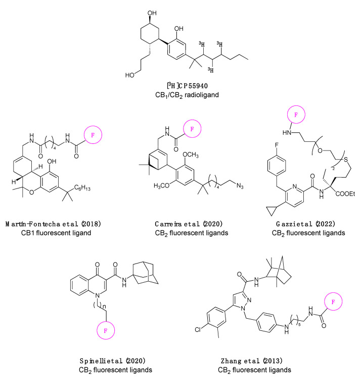 Chemical structure of the most commonly used CB1/CB2 radioligand [3H]CP55940 and the fluorescent ligands published in the literature [14,15,16,17,18] to date (the pink circle bearing the F represents a general fluorophore, since in some publications the same pharmacophore was labelled with multiple fluorophores).