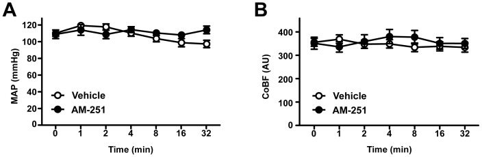 The effects of CB1-receptor blockade on mean arterial pressure (A) and cerebrocortical blood flow (B).Mean arterial pressure (MAP, n = 10) and cerebrocortical blood flow (CoBF, n = 20) are shown before (0 min) as well as 1, 2, 4, 8, 16 and 32 minutes after intravenous administration of 10 mg kg−1 AM-251 (•) or its vehicle (○) in urethane-anaesthetized rats. Values are presented as mean ± SEM. No significant difference was found with repeated measures analysis of variance and Tukey’s post hoc test. AU, arbitrary unit.