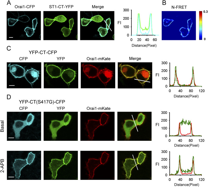 S417 mutation abolishes STIM1 C-terminus–Orai1 interaction.(A) YFP-labeled whole STIM1 C-terminus (ST1-CT-YFP) coexpressed with Orai1-CFP in HeLa cells exhibited clear membrane targeting. Line-scan intensity plots show the distribution of ST1-CT-YFP (green lines) and Orai1-CFP (blue line). (B) N-FRET live cell images of HeLa cells coexpressing ST1-CT-YFP and Orai1-CFP. (C) Double-labeled whole STIM1 C-terminus (YFP-CT-CFP) expression together with Orai1-mKate also exhibited clear membrane targeting. Line-scan intensity plots show the distribution of YFP-CT-CFP (green lines) and Orai1-mKate (red line). (D) YFP-CT (S417G)-CFP coexpressed with Orai1-mKate in HeLa cells was redistributed from the cytoplasm to the PM upon application of 50 μM 2-APB. Line-scan intensity plots show the distribution of YFP-CT (S417G)-CFP (green lines) and Orai1-mKate (red line) before (upper panel) and 5 min after (lower panel) application of 50 μM 2-APB. Bar = 10 μm.