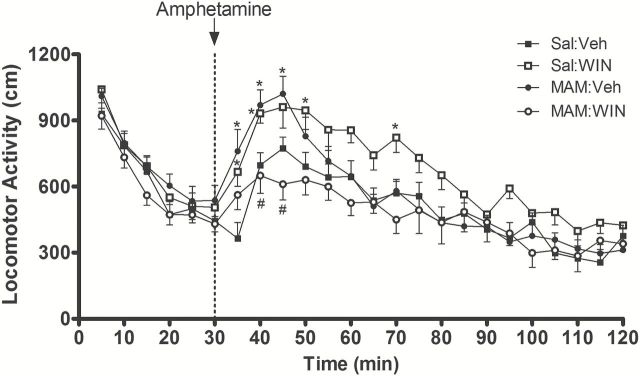 Pubertal WIN exposure produces opposite effects on MAM and normal rats. MAM:Veh rats (n = 8) showed significantly higher amphetamine-induced locomotion compared to Sal:Veh rats (n = 8). Normal rats treated with WIN (1.2mg/kg, i.p., PD40–PD65; Sal:WIN, n = 8) also showed a significantly higher amphetamine-induced locomotion compared to Sal:Veh rats. In contrast, MAM:WIN (n = 9) showed an attenuation of the aberrant enhancement of the locomotor response to amphetamine that was observed in MAM-treated rats. Sal:Veh and MAM:WIN rats were not significantly different. Locomotor activity was calculated within each bin (bin width = 5min). D-amphetamine (0.5mg/kg, i.p.) injection is indicated by the dashed line. Spontaneous activity before amphetamine injection was not significantly different among all four groups. *p < 0.05 vs. Sal:Veh rats; #p < 0.05 vs. MAM:Veh; repeated measures of 2-way ANOVA followed by Bonferroni post hoc test (see Statistical analysis).