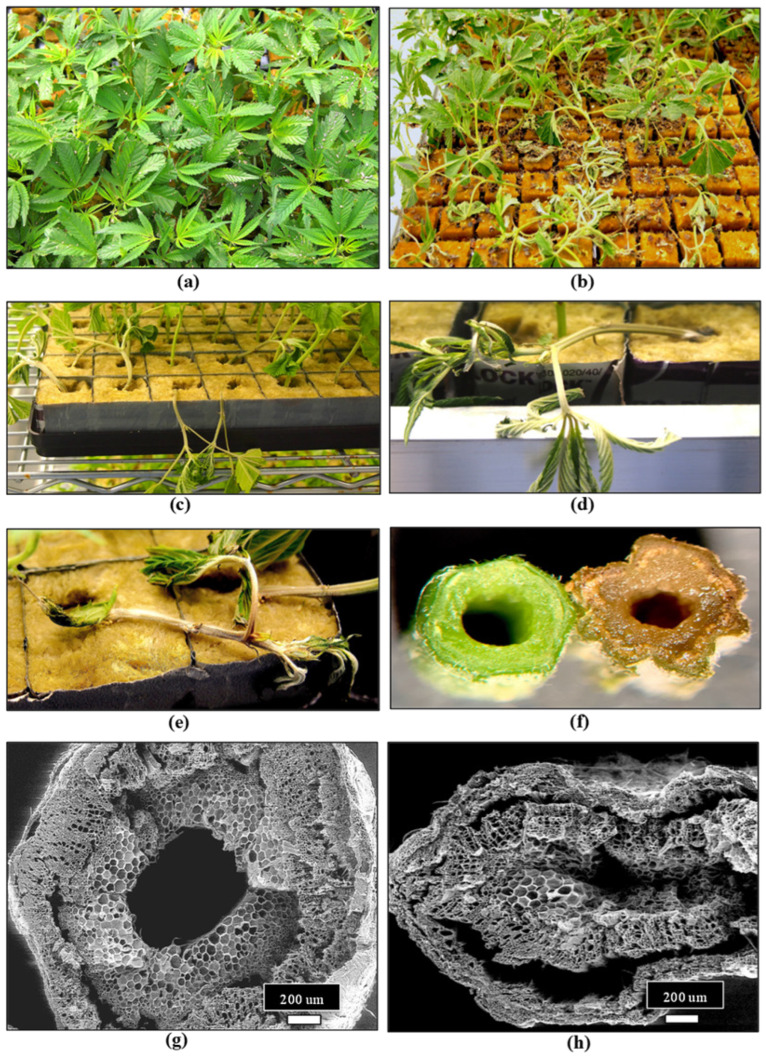 Propagation of cannabis from vegetative cuttings and development of Fusarium damping-off. (a) A tray of healthy cuttings. (b) A tray of cuttings infected with Fusarium oxysporum. (c–e) Close-up views of damped-off cuttings. (f) A cross-sectional view of the stem of a healthy cutting (left) compared to a diseased one (right) in which tissue browning can be seen. (g) A scanning electron microscopic view of a section through the stem of a healthy cutting. The central pith can be seen. (h) A collapsed stem of a diseased cutting viewed through the scanning electron microscope. The central pith has collapsed, as well as surrounding cells.