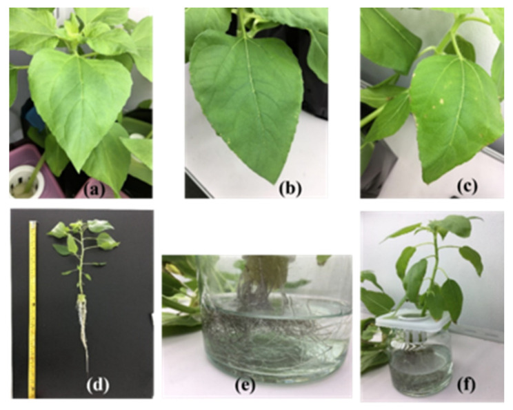 Toxicity in sunflower after 4 days of cultivation for carbaryl treatments at 0 mg L−1 (a), 5 mg L−1 (b), and 10 mg L−1 (c), after 12 days cultivation (control) (d), and gray roots for carbaryl at 10 mg L−1 (e,f).