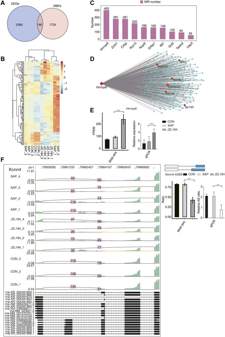 Co-expression analysis between MAGL inhibitor regulated RBPs with NIR in intestinal tissue of rats with SAP. (A) Venn diagram showing the overlapped genes between RBPs and DEGs; (B) Hierarchical clustering heat map showing the expression levels of the overlapped genes in (A). Significant differences in the expression levels of these RBPs were found among the groups (Show expression FPKM greater than 1 in 80% of the samples); (C) Bar plot showing the number of NIR expressed showing the top10 RBPs sorted by the number of RBPs co-expressed from the above screened RBPs; (D) Co-expression network between NIRs and Hnrnpdl gene. These RBPs were specifically and highly expressed in the JZL184 group, in which the ASEs co-expressed by HNRNPDL comprised the most, which reached 402 ASEs; (E) Bar plot showing the expression pattern and statistical difference of DEGs for Hnrnpdl gene. Error bars represent mean ± SEM; ***p-value < 0.001. (F) MAGL regulates alternative splicing of Kcnn4. Left panel: IGV-sashimi plot showing the regulated alternative splicing events and binding sites across mRNA. Reads distribution of RASE is plotted in the up panel and the transcripts of each gene are shown below. Right panel: The schematic diagrams depict the structures of ASEs. RNA-seq validation of ASEs are shown at the bottom of the right panel. Error bars represent mean ± SEM. *** p-value < 0.001, ** p-value < 0.01, * p-value < 0.05. n = 3 in control group. n = 4 in SAP group and JZL184 group.