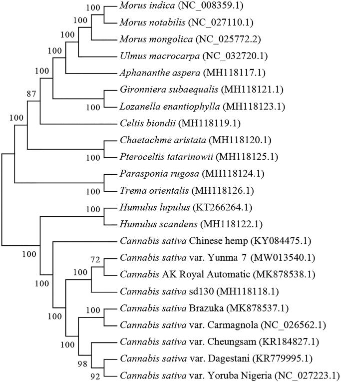 Phylogenetic tree of 23 chloroplast genomes▪.