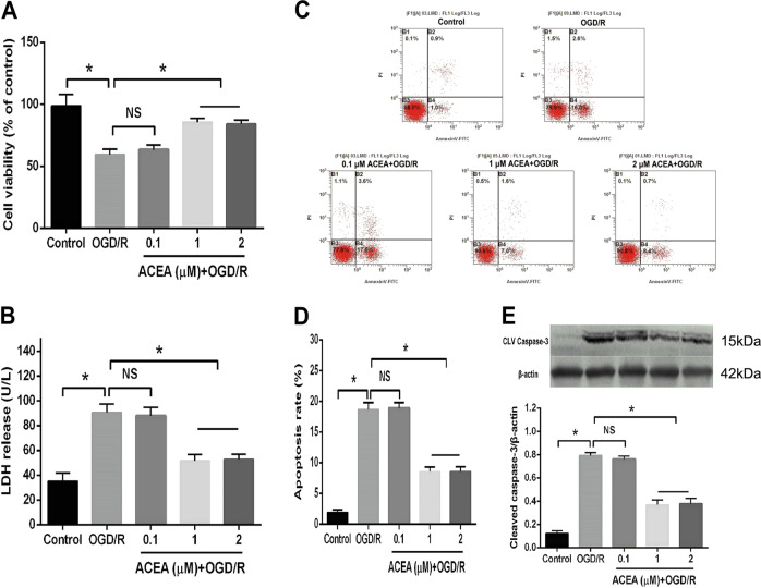 The CB1 cannabinoid receptor agonist ACEA alleviated OGD/R-induced injury in HT22 cells.A ACEA restored cell viability in HT22 cells exposed to OGD/R. B ACEA decreased lactate dehydrogenase (LDH) release from HT22 cells. C The ACEA-induced effects on cell apoptosis in OGD/R-induced HT22 cells were measured by flow cytometry. D ACEA inhibited cell apoptosis in OGD/R-induced HT22 cells. E ACEA reduced cleaved caspase-3 expression in OGD/R-induced HT22 cells. *p < 0.05; NS no significance.