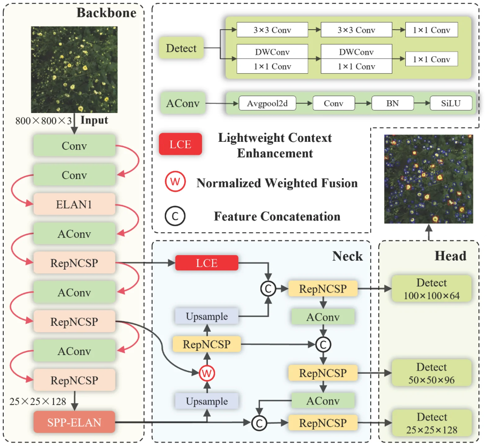 Flowchart diagram illustrating a neural network architecture for object detection, separated into Backbone, Neck, and Head modules. The Backbone processes an input image through convolutional layers and specialized blocks like ELAN1 and RepNCSP, producing feature maps. The Neck applies steps labeled as Lightweight Context Enhancement, Normalized Weighted Fusion, and Feature Concatenation, with upsampling and concatenation operations. The Head conducts detection at three scales. Two sample images display original and processed views of objects or features within a green and dark background. Key blocks and connections are highlighted with arrows and labels for clarity.