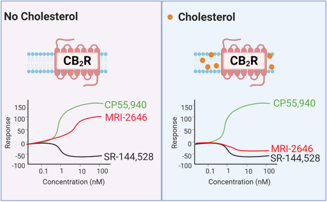 Membrane cholesterol dependent protean agonism.
