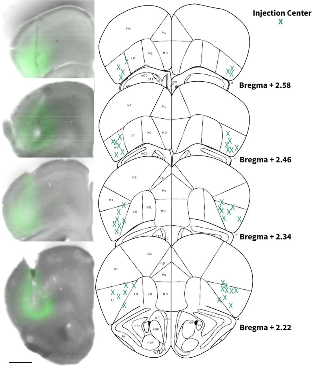Locations of AIC injections for DLS electrophysiology.Coronal brain hemi slices images and schematic figures modified from Allen Mouse Brain Atlas showing bilateral injection centers of AAV-ChR2-EYFP in the AIC of C57BL/6J mice verified by histology.