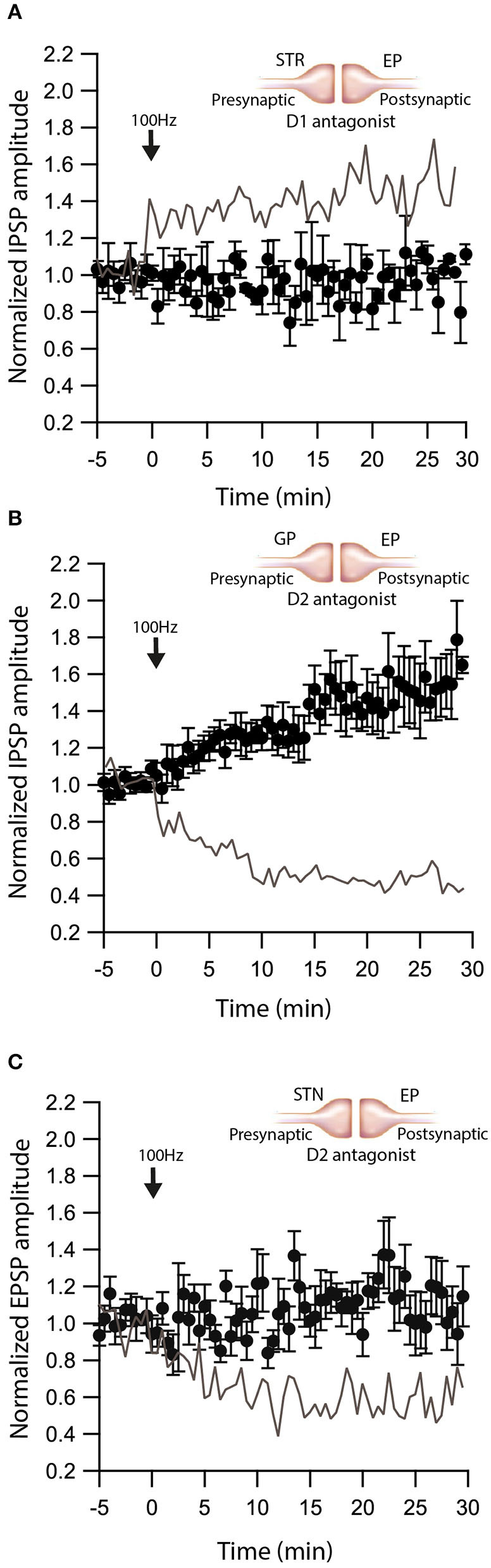 Dopamine modulates eCB induced plasticity. (A) Blocking D1 receptors blocks LTP at Str-EP synapses. Post-HFS stimulation of 100 Hz for 10 s in the presence of D1 antagonist at Str-EP synapse (n = 4) compared to control condition from Figure 2 in gray. Normalized IPSP amplitudes (normalization to the mean amplitude of IPSP recorded during the baseline recordings) are plotted against time. Arrow indicates the time of induction of the depolarization protocol, and error bars represent the SEM. (B) Blocking D2 receptors blocks LTD and reveals LTP at GP-EP synapses. Post-HFS stimulation of 100 Hz for 10 s generated LTP in the presence of a D2 antagonist at the GP-EP synapses (n = 7) compared to control condition from Figure 1 in gray. (C) Blocking D2 receptors blocks LTP at STN-EP synapses. Post-HFS stimulation of 100 Hz for 10 s in the presence of a D2 antagonist at STN-EP synapses (n = 10) compared to the control condition from Figure 3 in gray.