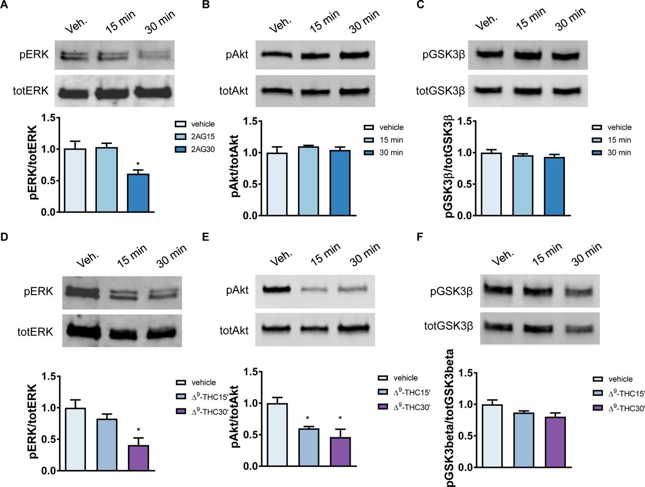 2AG and Δ9-THC negative regulate ERK1/2 and Akt phosphorylation.(A) Western blot analysis of day 30 hiPSC-neurons treated with 2AG for 15 or 30 minutes compared to vehicle control conditions. Western blots probed for total and pERK1/2, revealed a significant decrease in active (phosphorylated) ERK1/2 levels after 30 minutes of 2AG treatment (F(2,6)=6.593, p < 0.05, Tukey Post Hoc, *, p < 0.05, one-way ANOVA; n = 3 per condition from 3 independent hiPSC-lines). (B, C) Cell lysates were also assessed for levels of active (phosphorylated) Akt and GSK3β; no difference was observed between conditions. (D) Western blot analysis of day 30 hiPSC-neurons treated with Δ9-THC for 15 or 30 minutes compared to vehicle control conditions. Western blots probed for total and pERK1/2, revealed a significant decrease in active (phosphorylated) ERK1/2 levels after 30 minutes of Δ9-THC treatment (F(2,6)=8.299, p < 0.05, Tukey Post Hoc, *, p < 0.05, one-way ANOVA; n = 3 per condition from 3 independent hiPSC-lines). (E) Assessment of pAkt levels also revealed a reduction in active levels of Akt following treatment with Δ9-THC (F(2,6)=9.557, p < 0.05, Tukey Post Hoc, *, p < 0.05, one-way ANOVA; n = 3 per condition from 3 independent hiPSC-lines). (F) Cell lysates were also assessed for levels of active (phosphorylated) GSK3β; no difference was observed between conditions.
